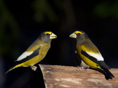 gros bec errant - evening grosbeak