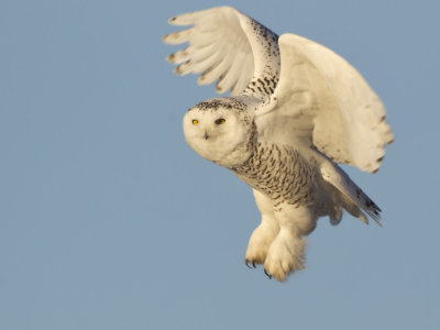 harfanf des neiges - snowy owl