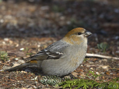 durbec des sapins - pine grosbeak