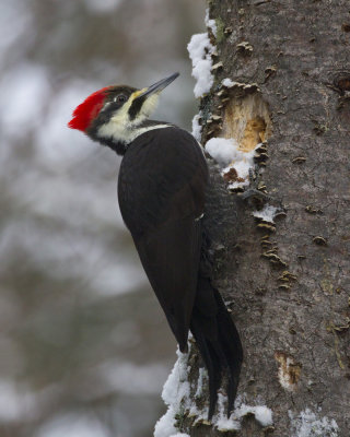 grand pic - pilated woodpecker