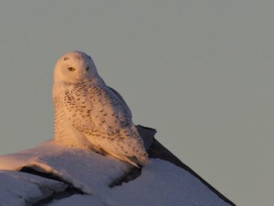 harfanf des neiges - snowy owl