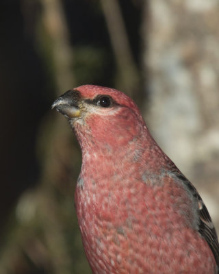 durbec des sapins - pine grosbeak