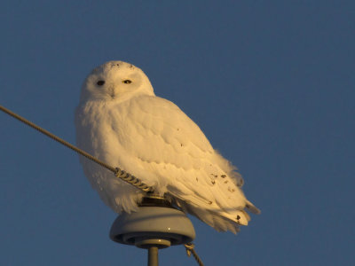 harfanf des neiges - snowy owl