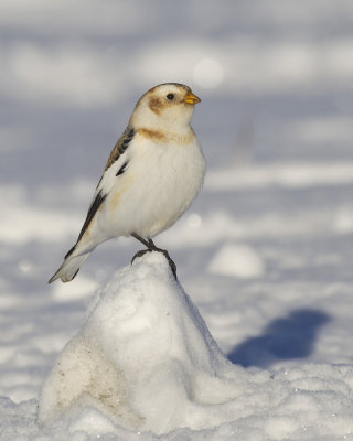 plectrophane des neiges - snow bunting