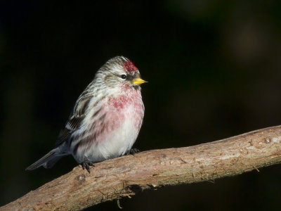 sizerin flamm - common redpoll