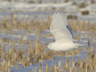 harfanf des neiges - snowy owl