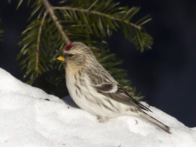 sizerin blanchtre - hoary redpoll