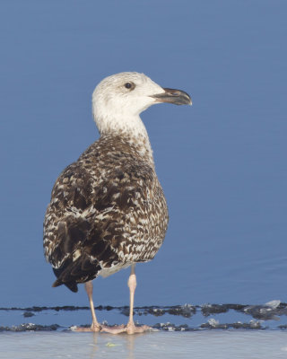 goland marin - great black backed gull