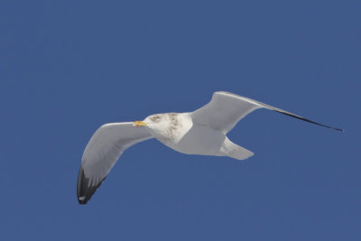 goland argent - herring gull