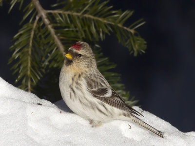 sizerin blanchtre - hoary redpoll