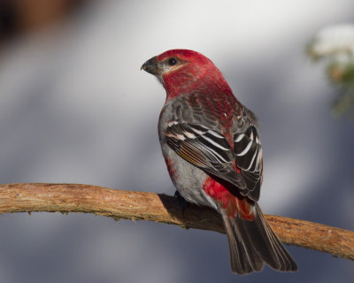 durbec des sapins - pine grosbeak