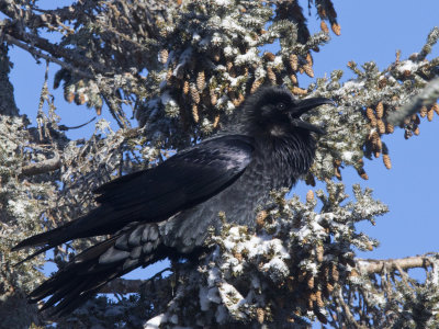 grand corbeau - raven