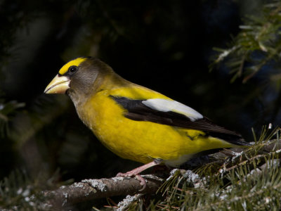 gros bec errant - evening grosbeak