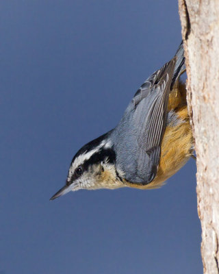 sittelle  poitrine rousse - red breasted nuthatch