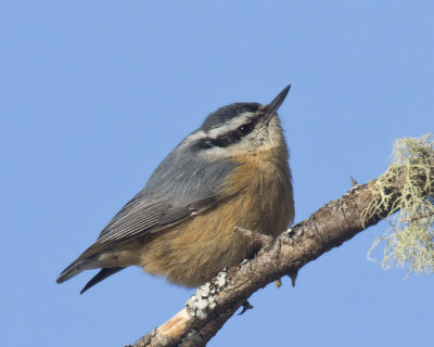 sittelle  poitrine rousse - red breasted nuthatch