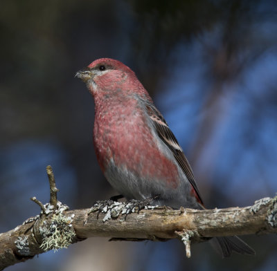 durbec des sapins - pine grosbeak