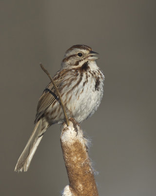 bruant chanteur - song sparrow