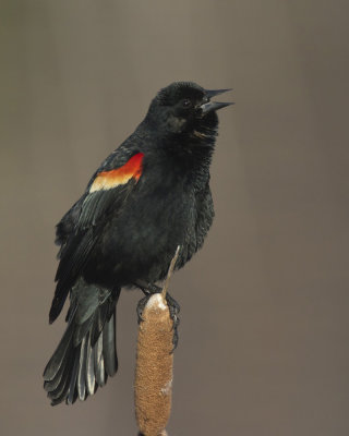 carouge  paulettes - red winged blackbird