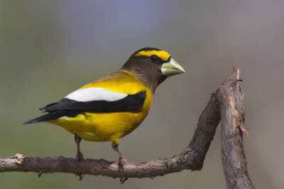 gros bec errant - evening grosbeak