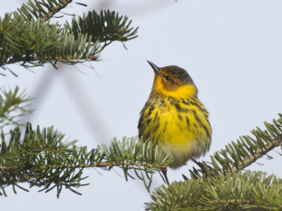 paruline tigre - cape may warbler