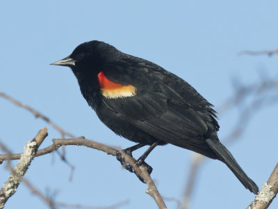 carouge  paulettes - red winged blackbird