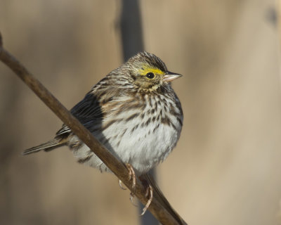 bruant des prs - savannah sparrow