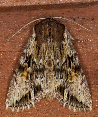 Bicolored Woodgrain Moth - Morrissonia Evicta (10520)