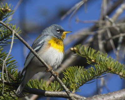 paruline  collier - northern parula