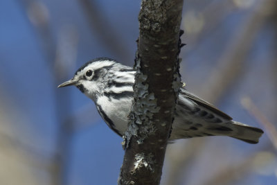 paruline noir et blanc - black and white warbler 