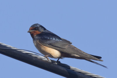 hirondelle rustique - barn swallow