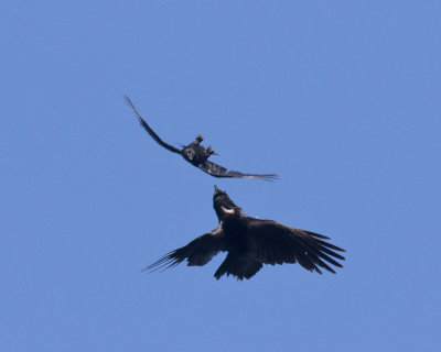 corneille et corbeau - crow and raven
