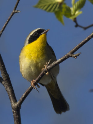 paruline masque - common yellow throated