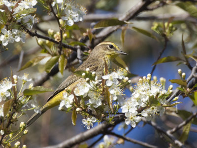 paruline  couronne rousse - palm warbler