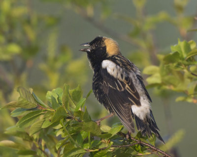 goglu des prs - bobolink