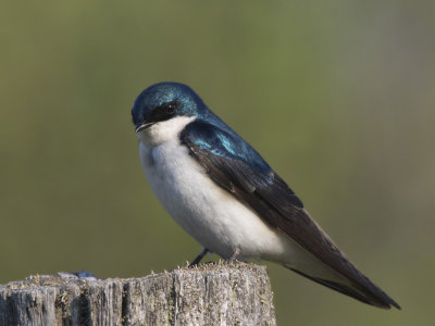 hirondelle bicolore - tree swallow