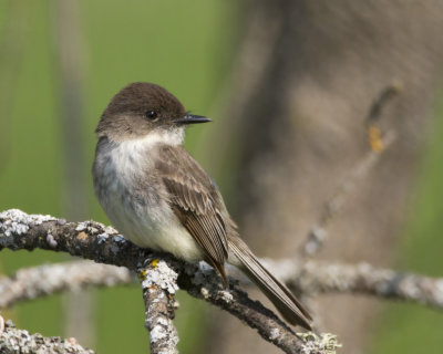 moucherolle phbi - eastern phoebe