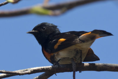 paruline flamboyante - american redstart