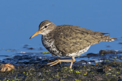 chevalier grivel - spotted sandpiper
