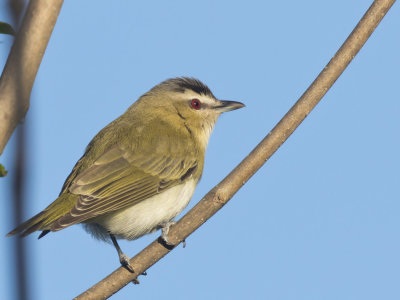 viro aux yeux rouge - red eyed vireo