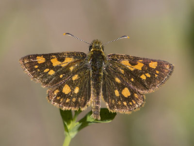 Hesprie chiquier - artic skipper