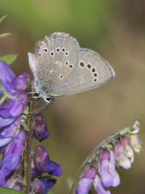 Bleu Argent - Silvery Blue