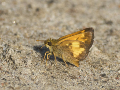 hesprie hobomok - hobomok skipper