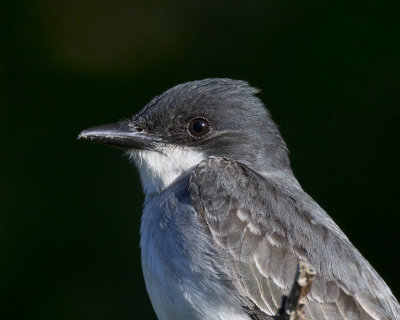 tyran tritri - Eastern kingbird