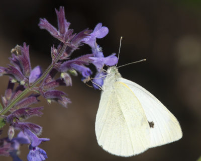 Piride du chou - cabbage white