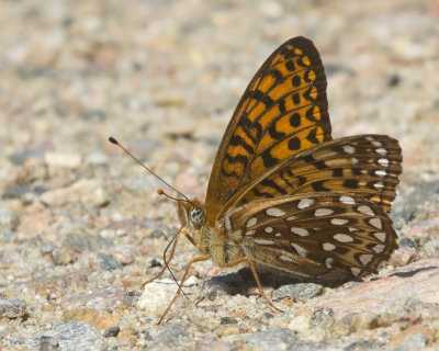 Argynne de l'Atlantique - Atlantis fritillary