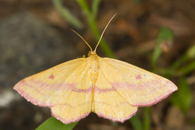 Chickweed Geometer Moth - Haematopis grataria  (7146) 