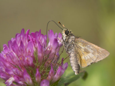 Hesprie Mystique -  Long Dash Skipper