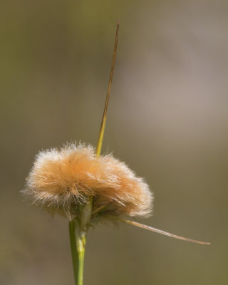 Linaigrette de Virginie - Tawny Cotton Grass - Eriophorum virginicum