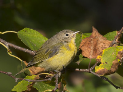 paruline  joues grise - nashville warbler