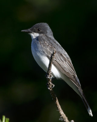 tyran tritri - Eastern kingbird